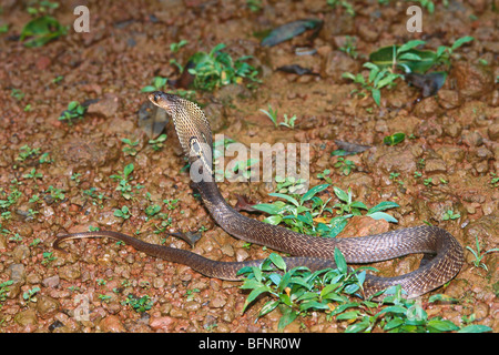 IKA 60436: Reptilien; Cobra indische gemeinsame Kobra Naja naja Stockfoto