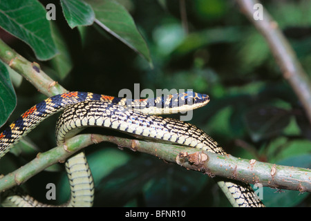 Indische goldene fliegende Schlange; Chrysopetea ornata; verzierte fliegende Schlange; gleitende Schlange; goldene Baumschlange; Chrysopelea ornata; indien; asien Stockfoto
