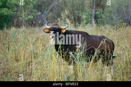 Gaur; Indischer Bison; Kanha Nationalpark; Madhya Pradesh; Indien; asien Stockfoto