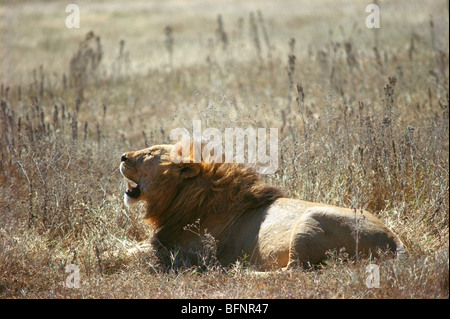 Lion in Ngorongoro Crater in Tansania, Afrika Stockfoto