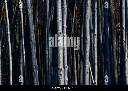 Eine desolate Stand von Eukalyptus Plantagenholz durch einen Brand zerstört. Stockfoto