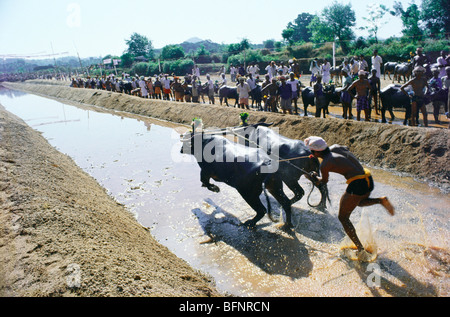 Kambala buffalo Racing; Karnataka, Indien Stockfoto