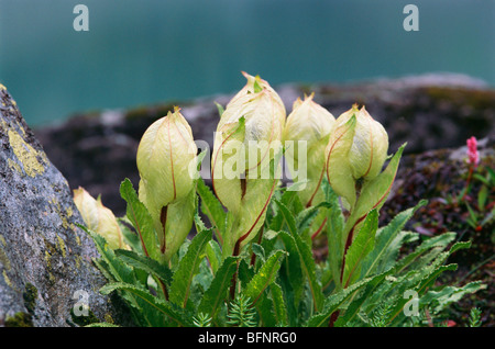 Brahma Kamal Lotus Blume, Valley of Flowers, Saussurea obvallata, Hemkund, Ghangaria, Govindghat, Joshimath, Chamoli, Uttarakhand, Indien Stockfoto