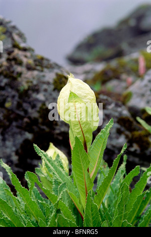 Brahma Kamal Lotusblume; Tal der Blumen; Saussurea obvallata; Hemkund; Ghangaria; Govindghat; Joshimath; Chamoli; Uttarakhand; Indien Stockfoto