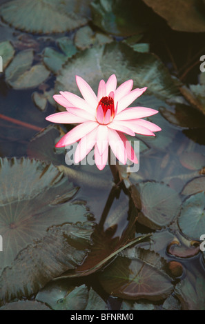 Lotusblume; Nelumbo nucifera; indischer Lotus; heiliger Lotus; Bohne von Indien; Panchgani; Maharashtra; Indien; asien Stockfoto