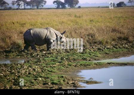 Nashorn ein gehörntes Nashorn im Sumpf; Kaziranga Nationalpark; Kanchanjuri; Assam; Indien; asien Stockfoto