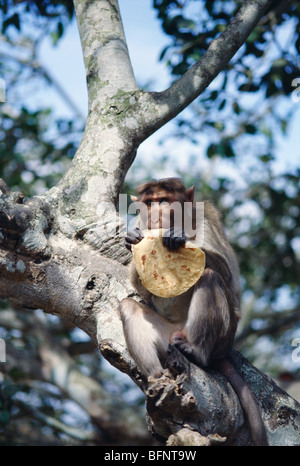 Rhesus macaque Affe essen Roti; Chamundi Hill; Mysore; Karnataka; Indien; asien Stockfoto