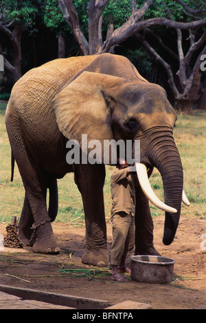 Fütterung Elefantenzapfen; Mysore Zoo; Karnataka; Indien; asien Stockfoto