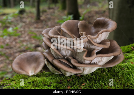 Austernpilz (Pleurotus Ostreatus). Fruchtkörper auf moosbewachsenen Buche Stamm. Stockfoto