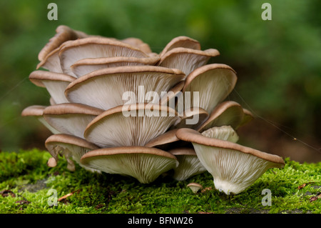 Austernpilz (Pleurotus Ostreatus). Fruchtkörper auf moosbewachsenen Buche Stamm. Stockfoto