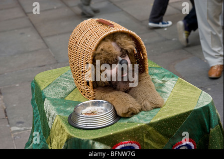 Eine Straße Entertainer gekleidet wie ein Hund in einem Korb für die Massen an Covent Garden Stockfoto