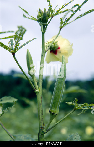 finger der dame; okra; bhindi Pflanze und Blume; Kudal; Maharashtra; Indien; asien Stockfoto