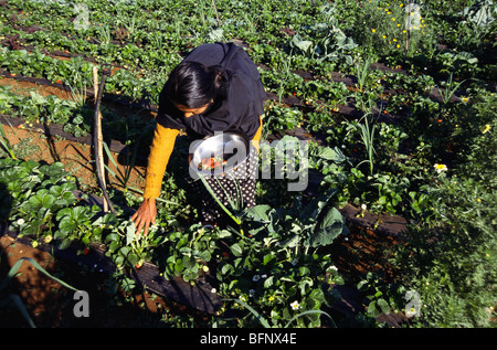 Erdbeerfrüchte pflücken; mahabaleshwar; Maharashtra; Indien; asien Stockfoto