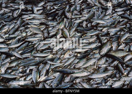 Fisch im Netz; Sardinen; tarli; chaala; matti; pedwa; Chivla Strand; Malvan; Maharashtra; Indien; asien Stockfoto