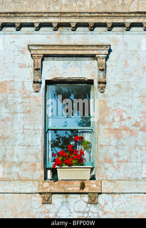 Blumenkasten mit leuchtend roten Geranien-Blüten beruht auf einer Fensterbank. Stockfoto