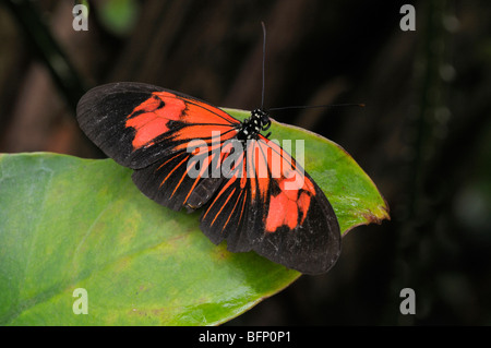 Rot Briefträger, kleine Postbote (Heliconius Erato) auf einem Blatt. Stockfoto