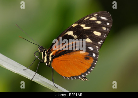 Tiger Heliconian, Ismenius Tiger (Heliconius Ismenius) auf einem Blatt. Stockfoto