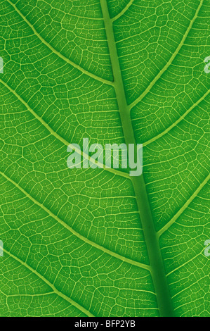 Peepal Blatt; Ficus religiosa; heilige Feige; Bodhi-Baum Blatt; pippala Baum Blatt; peepal Baum Blatt; ashwattha Baum Blatt; Indien; Asien Stockfoto