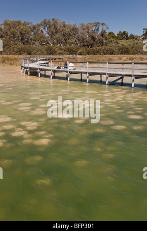 Thrombolites, Lake Clifton, Yalgorup National Park, Western Australia, Australia Stockfoto