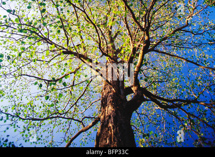 bodhi Baum; pippala Baum; peepul Baum; peepal Baum; ashwattha Baum; heiliger Feigenbaum; Bandhavgarh Nationalpark; Madhya Pradesh; Indien; asien Stockfoto
