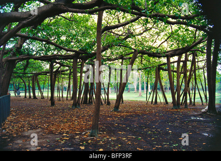 Great Banyan Tree Ficus benghalensis, Acharya Jagadish Chandra Bose Indian Botanic Garden, Howrah, Kalkutta, Kalkutta, Kalkutta, Westbengalen, Indien, Asien Stockfoto