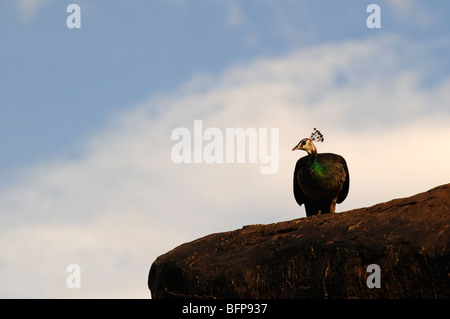Indischen Pfauen; Pavo Cristatus; Gemeinsamen Pfauen; Blaue Pfauen; Stockfoto