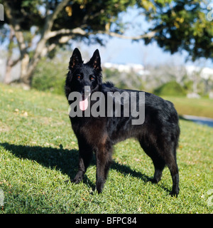 Groenendael Blick in die Kamera Stockfoto