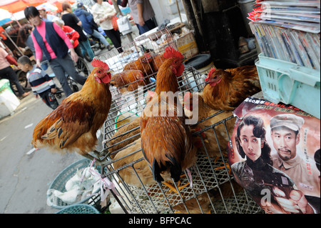 Lebende Hühner stehen zum Verkauf auf Markt in Shanghai, China. 16. Oktober 2009 Stockfoto