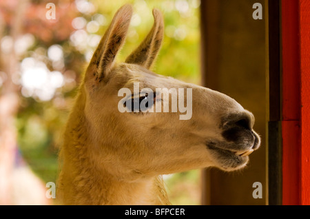 Lama-Porträt Stockfoto