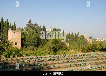 Blick vom Generalife über die Gemüse- und Obstgarten gegenüber der Alhambra, Granada, Andalusien, Spanien Stockfoto