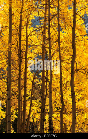 Herbst Espen entlang der Bow Valley Parkway, Banff Nationalpark, Alberta, Canada Stockfoto