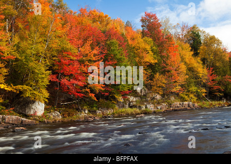 Herbst in den Wäldern von Quebec, Kanada Stockfoto