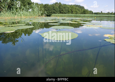 Lilly von Wasser im See verlässt hautnah Stockfoto