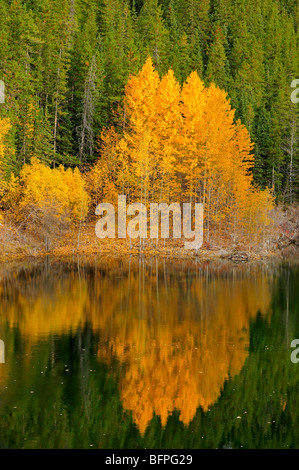 Herbst Espen spiegelt sich in kleinen, Abraham Lake Recreation Area, Alberta, Kanada Stockfoto