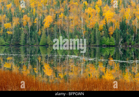 Späten Herbst Aspen spiegelt sich im kleinen See, Ontario, Kanada Stockfoto