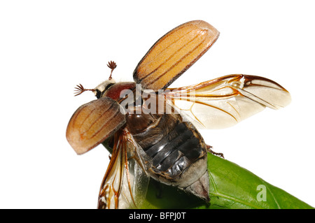 Fliegen bis Mai-Bug (Melolontha Vulgaris) close-up. Stockfoto