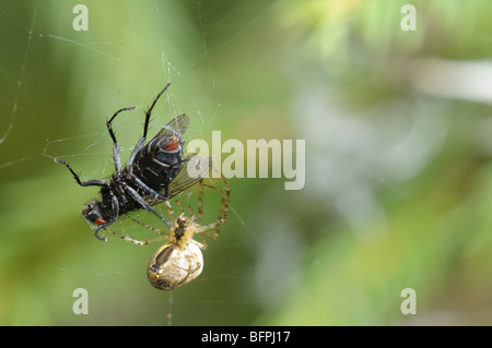 Eine Springspinne sitzt sehr nah an seine Beute--eine Fliege. Stockfoto