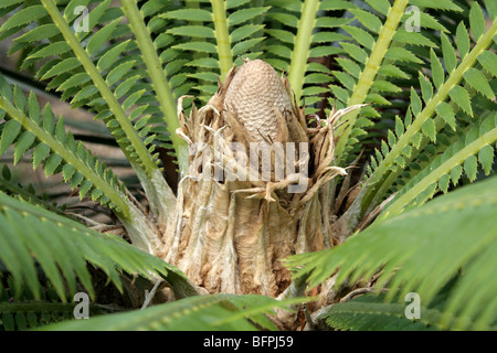 Gum-Palme oder Giant Dioon, Dioon Spinulosum, Zamiaceae, Mexiko. Eine mexikanische endemische Cycad. Stockfoto
