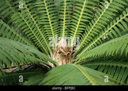 Gum-Palme oder Giant Dioon, Dioon Spinulosum, Zamiaceae, Mexiko. Eine mexikanische endemische Cycad. Stockfoto