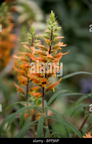 Gran Canaria Pinienhain Fingerhut, Isoplexis Isabelliana, Scrophulariaceae, Kanarische Inseln Stockfoto