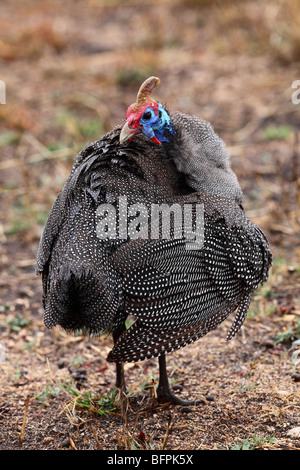 Behelmte Perlhühner Stockfoto