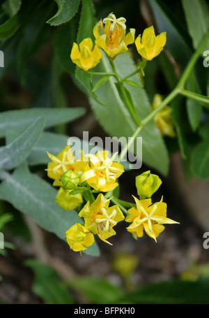 Madeira-Riesen-Glockenblume, Musschia Aurea, Campanulaceae, Madeira, Portugal, Europa. Stockfoto