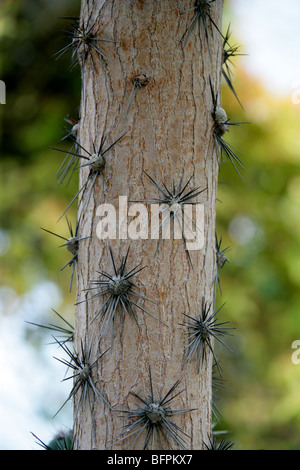 Stamm des Rose Kaktus, Pereskia Grandifolia, Cactaceae, Brasilien, Südamerika Sy Kaktus oder Rhodocactus Grandifolius. Stockfoto