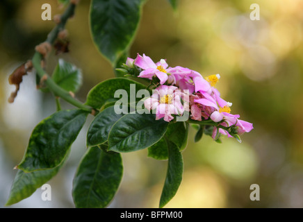 Rose Kaktus, Pereskia Grandifolia, Cactaceae, Brasilien, Südamerika Sy Kaktus oder Rhodocactus Grandifolius, Kaktus-Rosa. Stockfoto