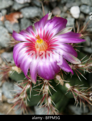 Thelocactus bicolor, Cactaceae, südlichen und zentralen USA, Mexiko Stockfoto