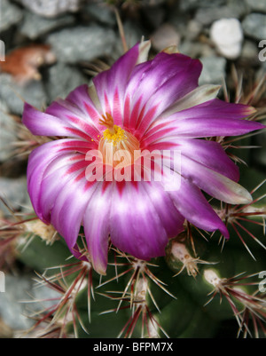 Thelocactus bicolor, Cactaceae, südlichen und zentralen USA, Mexiko Stockfoto