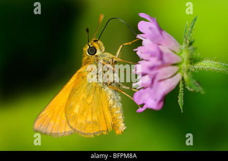 Große Skipper Schmetterling (Ochlodes sylvanus) weiblich. Slowenien, August. Stockfoto