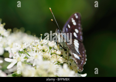 Südlichen White Admiral Schmetterling (Limenitis Reducta) Männchen füttern. Slowenien, Juli Stockfoto