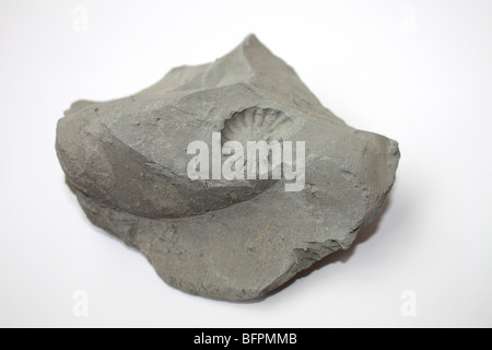 Ammonit Fossil Eindruck, gefunden am Strand von Charmouth Dorset England UK Stockfoto