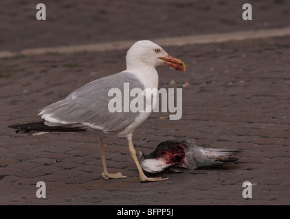 Kaspische Möve Larus Cachinnans, Rom, Latium, Italien Stockfoto